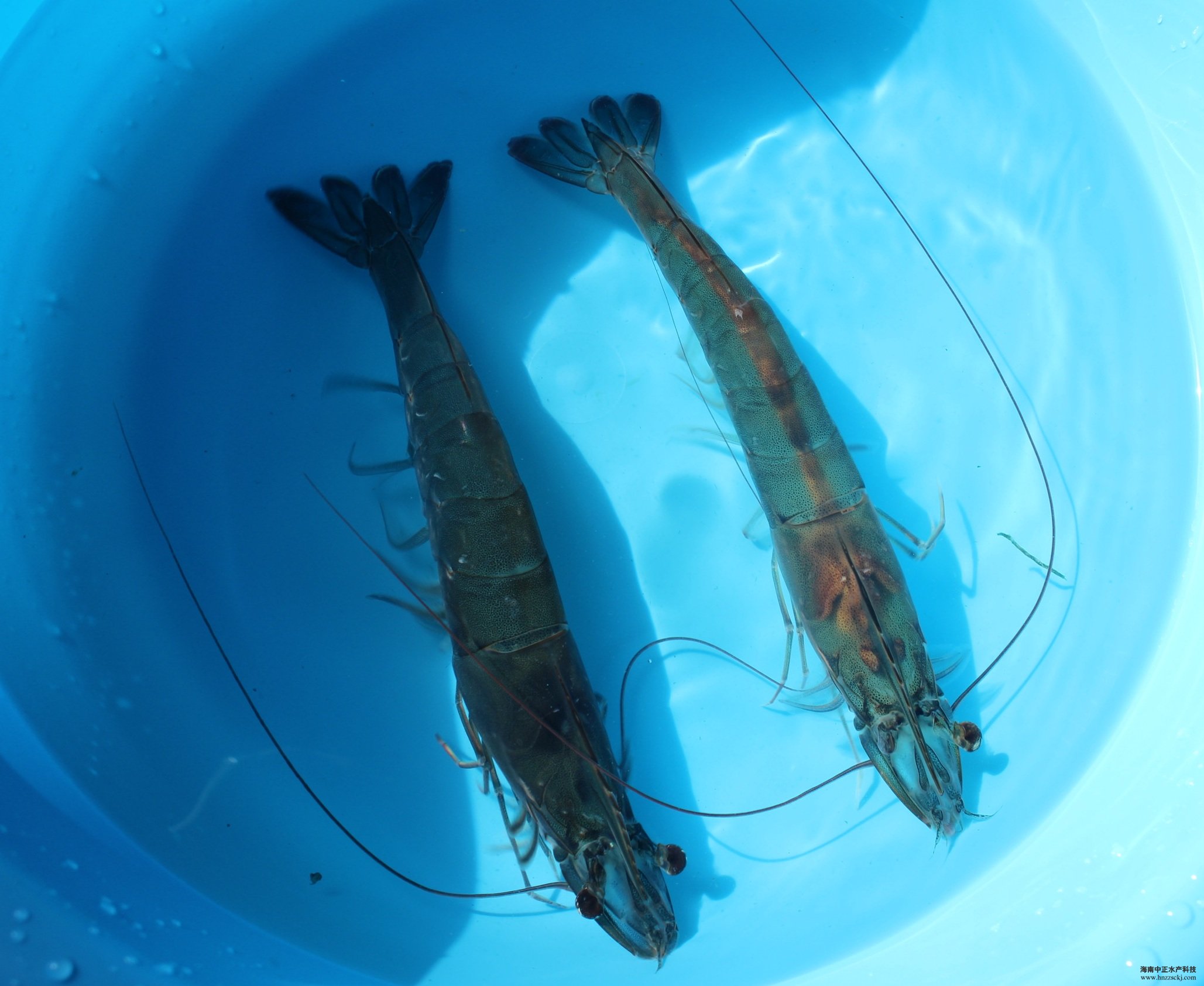 �����׌�(du��)�r�H�r